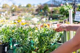 Create a lush yard and patio garden for next to nothing. 12 Ways To Find Free Or Cheap Garden Plants