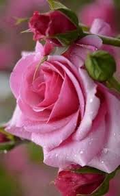 Fiori rossi simili alle rose. 230 Idee Su Rita Esposto Fiori Bellissimi Fiori Rose Meravigliose