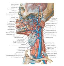 At the root of the neck the right internal jugular vein is placed at a little distance from the common carotid artery, and crosses the first part of the subclavian artery, while the left internal jugular vein usually overlaps the common carotid artery. Pin On Seminario