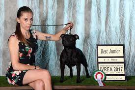 Tuttavia come vedremo in seguito ha anche delle peculiarità che lo rendono totalmente diverso dal suo antenato, sia fisicamente che caratterialmente. Staffordshire Bull Terrier Dogsportal It Blog Cinofilo Dogsportal It