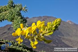 Image result for Adenocarpus