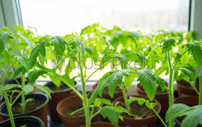 Colorful cacti love sunny windows anywhere. Young Tomato Plants On Windowsill At Home Stock Photo Crushpixel