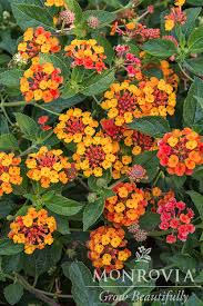 Image result for Lantana ukambensis