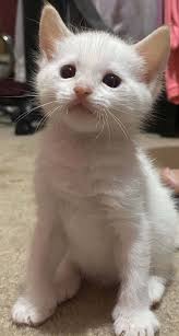 Love This Little Kitten From Mama Cat We Rescued A Month Ago In 2020 Mama Cat Little Kittens Cute Animals