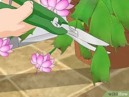 In order to get the plant to bloom, it must first enter dormancy, and this. How To Care For A Christmas Cactus 14 Steps With Pictures