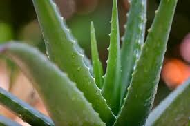 Vous pourrez observer des pousses à coté de la plante mère et dès que ces pousses auront atteint environ 15cm vous pourrez les replanter. Tous Les Conseils Pour Rempoter Une Plante D Aloe Vera