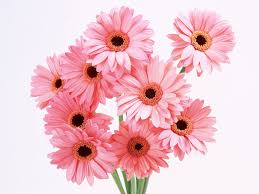 February 17, 2021june 8, 2020 by admin. Free Download Flowers Planets Pink Flowers Wallpaper 1600x1200 For Your Desktop Mobile Tablet Explore 74 Flower Pink Background Pink Flowers Wallpaper Free Pink Flower Wallpaper Pink Flower Hd Wallpaper