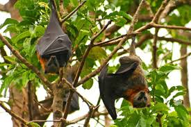So Wird Aus Ihrem Garten Ein Luxushotel Fur Fledermause Saugetiere Artenschutz Fledermaus