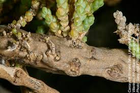 Image result for Caroxylon littoralis