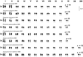 Image result for Sarcophrynium brachystachyum