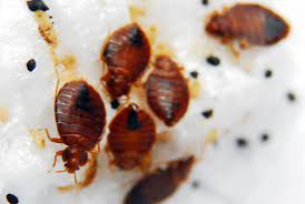 915 charolotte st, kansas city, mo 64106. Smithereen Pest Management Services 915 Charlotte St Kansas City Mo 64106 Yp Com