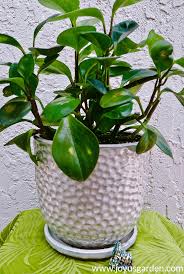 Native to brazil and islands of the the eastern caribbean including saba, st. Pruning Propagating A Baby Rubber Plant