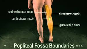 Surface Anatomy Posterior Thigh Popliteal Fossa 2d Youtube