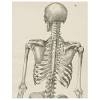 Bones that do not fit into the above categories and have different characteristics e.g. 1