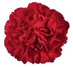 You may also like flower carnation or carnation carnation clipart! Red Carnation Icons Png Free Png And Icons Downloads