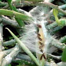 Image result for Polysphaeria harrisii