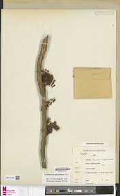 Image result for Lipocarpha atra