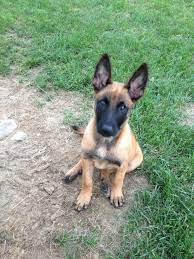 Adopt taco a brown/chocolate australian shepherd / mixed dog in binghamton. Binghamton Ny German Shepherd Elite Instinct K9 Training