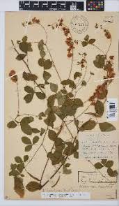 Image result for Argyrolobium tomentosum