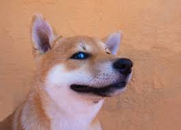 Investments are subject to market risk, including the loss of principal. Could Shiba Inu Lose 99 Of Its Value The Motley Fool
