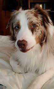 Wantedoldmotorcycles.com) pic hide this posting restore restore this posting Australian Shepherd Breeders Texas