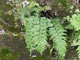 Image result for Asplenium aethiopicum