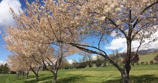 White flowering trees in alabama. 21 Great Flowering Trees For Utah Gardens Progardentips