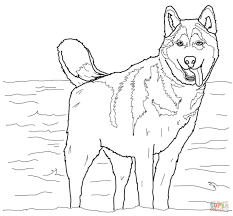 Free, printable mandala coloring pages for adults in every design you can imagine. Siberian Husky Coloring Pages Coloring Home
