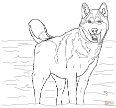 Most genes come in pairs, one being from the dog's mother and one being from its father. Siberian Husky Coloring Pages Coloring Home