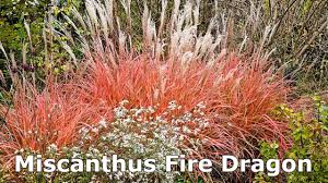 We did not find results for: Miscanthus Little Miss Maiden Grass Terrific Compact Easy To Grow Colorful Ornamental Grass Youtube