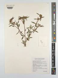 Image result for Stylosanthes guianensis