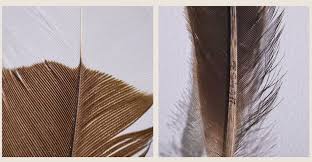 Bird'S Feathers With A Value Of About 500,000 Yen And Updated The Highest  Price Of The Auction - Gigazine