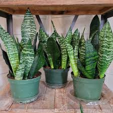 Image result for Sansevieria trifasciata