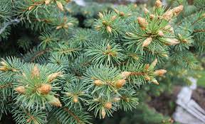 Known for its noble, upright growth and lush needles which form a beautiful downward sweeping canopy. Your Christmas Tree For Dinner Or How To Cook With Pine Tree Foodpairing Blog