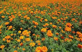 Check spelling or type a new query. Langkah Budidaya Bunga Marigold Dengan Panen Singkat Trikmerawat Com