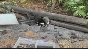 Attorney rod ponton mistakenly adopted a cat persona in a virtual court hearing in texas on tuesday. Cat Raccoon Are Best Friends And It S Adorable Firstcoastnews Com