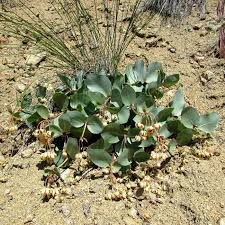 Image result for Cryptolepis apiculata
