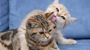 home art cats funny cats cat love