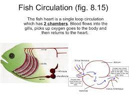 A fish's heart has only two chambers (one atrium and one ventricle), while a mammal or bird's heart has four chambers (two atria and two ventricles). Bony Fish