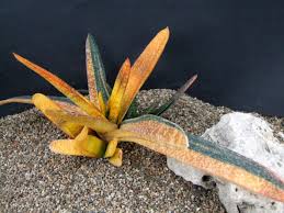 Gasteria is a genus of succulent plants native to south africa. Gasteria Carinata F Variegata World Of Succulents
