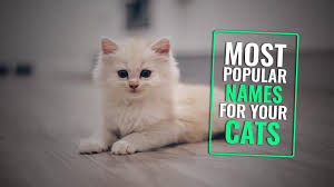 Grey cats come in all different shades. 205 Most Popular Male And Female Cat Names Of 2021 With Meanings Petmoo