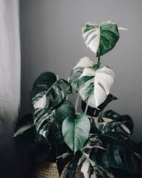 Pin By Linnea Casablancas On Plant Mom Plant Leaves Monstera House Plants