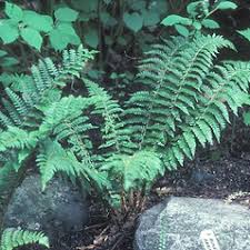 Image result for Polystichum transvaalense