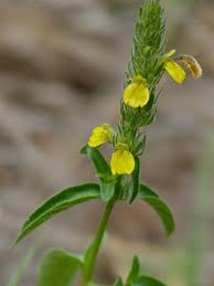 Image result for Justicia flava