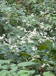 Image result for Habenaria tenuispica
