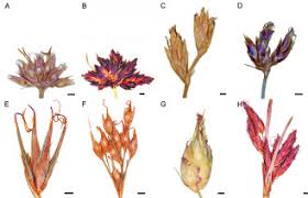 Image result for Bulbostylis schoenoides