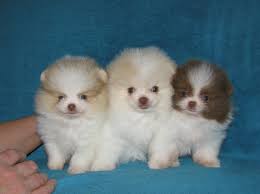 Teacup pomeranian dog price in sri lanka. Shafran Sheeny Kennel Pomeranian And Kleinspitz Puppy For Sale Spitz Dog Pictures