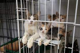 You might have never seen a jazwares toy, and have no idea how to obtain the redeemable codes to unlock adopt a pet checklist gifts. Animal Adoption Centres In Kl