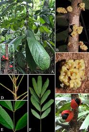 Image result for Connaraceae