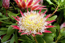 Protea Flower Life Cycle Best Flower Wallpaper